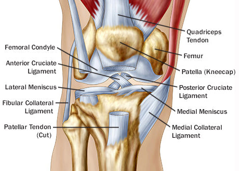 anatomy of the knee tendons